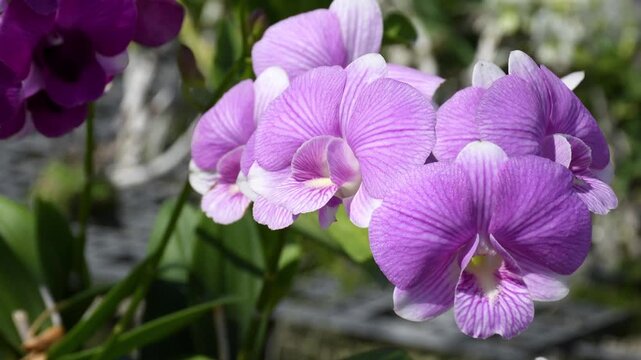 Beautiful Purple and Pink Dendrobium Orchids in Tropical Garden
