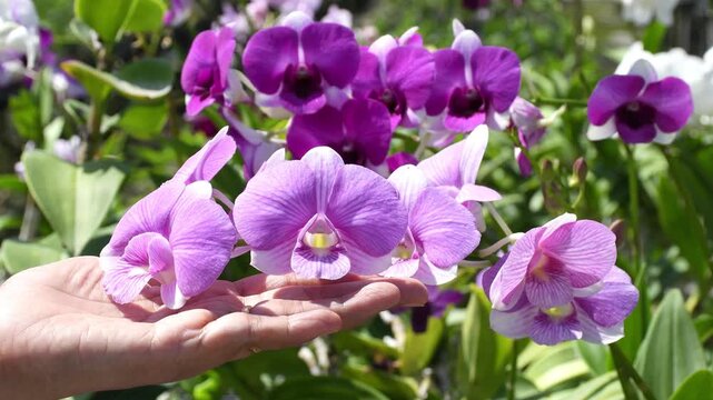 Beautiful Purple and Pink Dendrobium Orchids in Tropical Garden. The video clip shows farmers inspecting orchid flower clusters for diseases and pests.