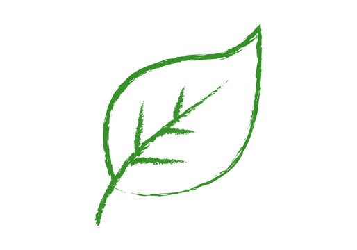 Hoja verde de planta con nervaduras dibujada a mano con trazo de pincel