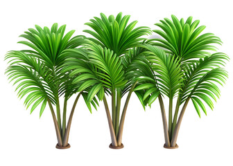 Obraz premium A group of palm trees with green leaves on a white background