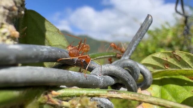 Detailed view of ants gathered on a barbed wire joint, emphasizing insect life within open green agricultural fields. Nature close up.