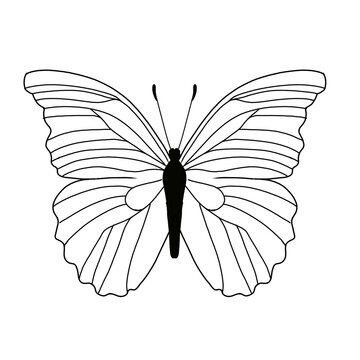 borboleta morfo fine line