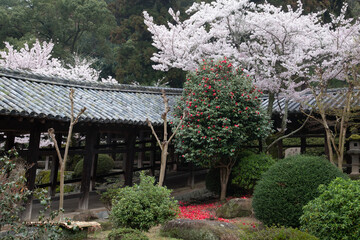桜と椿の花のある風景