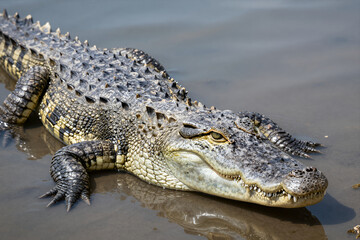 Obraz premium Close-up of a Large Crocodile Resting Partially Submerged in Shallow Muddy Water with Detailed Textured Skin and Sharp Teeth Visible