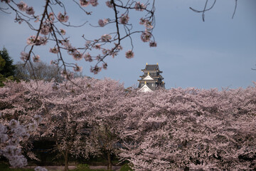 岡山城と桜の満開