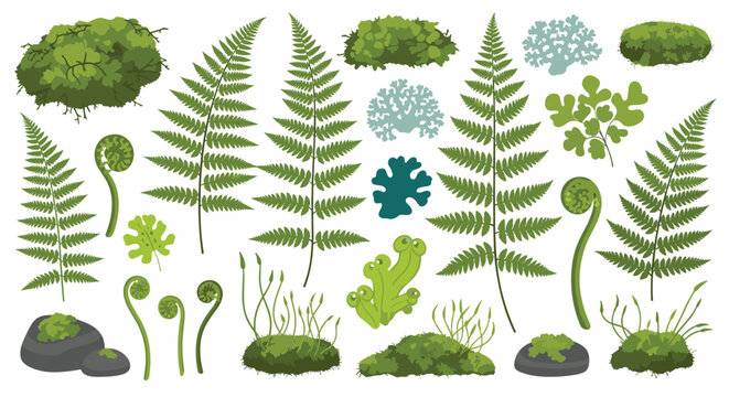 Collection of green mosses and ferns showing delicate fronds and unfurling fiddleheads on rocks and ground