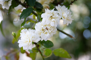 Obraz premium White small climbing roses cluster