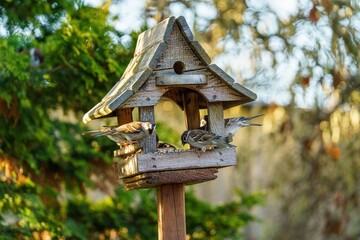 Drewniany karmnik dla ptaków w ogrodzie wypełniony wróblami. Ptaki jedzące ziarno w promieniach zachodzącego słońca. Piękna fotografia przyrody, sielski klimat, naturalne zielone tło z bokeh. © Henryk Niestrój