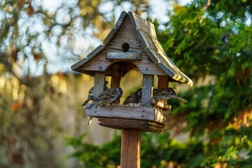 Drewniany karmnik dla ptaków w ogrodzie wypełniony wróblami. Ptaki jedzące ziarno w promieniach zachodzącego słońca. Piękna fotografia przyrody, sielski klimat, naturalne zielone tło z bokeh. © Henryk Niestrój