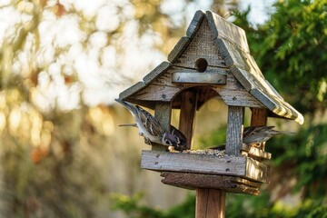 Drewniany karmnik dla ptaków w ogrodzie wypełniony wróblami. Ptaki jedzące ziarno w promieniach zachodzącego słońca. Piękna fotografia przyrody, sielski klimat, naturalne zielone tło z bokeh. © Henryk Niestrój