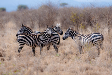 Fototapeta premium Plains zebras (Equus quagga) standing in the dry scrubland of Meru National Park, Kenya.