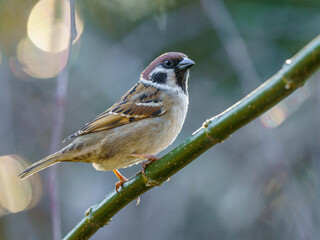 Mazurek (Passer montanus) na gałęzi. Portret wróbla polnego z bliska, pokazujący detale upierzenia. Jasne, naturalne tło bokeh i miękkie światło. Profesjonalne ujęcie dzikiej przyrody. © Henryk Niestrój