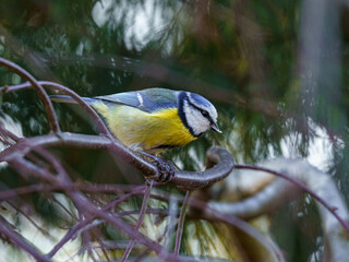 Modraszka zwyczajna (Cyanistes caeruleus) na gałęzi. Kolorowy ptak ogrodowy z bliska, żółty brzuch, niebieskie pióra. Piękna fotografia przyrody, naturalne, rozmyte tło typu bokeh. © Henryk Niestrój