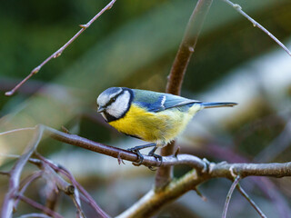 Modraszka zwyczajna (Cyanistes caeruleus) na gałęzi. Kolorowy ptak ogrodowy z bliska, żółty brzuch, niebieskie pióra. Piękna fotografia przyrody, naturalne, rozmyte tło typu bokeh. © Henryk Niestrój