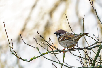 Mazurek (Passer montanus) na gałęzi. Portret wróbla polnego z bliska, pokazujący detale upierzenia. Jasne, naturalne tło bokeh i miękkie światło. Profesjonalne ujęcie dzikiej przyrody. © Henryk Niestrój