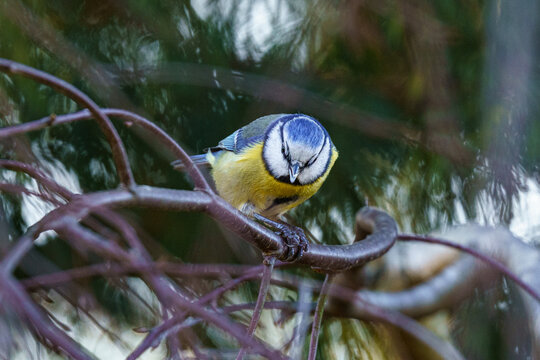 Modraszka zwyczajna (Cyanistes caeruleus) na gałęzi. Kolorowy ptak ogrodowy z bliska, ż&oacute;łty brzuch, niebieskie pi&oacute;ra. Piękna fotografia przyrody, naturalne, rozmyte tło typu bokeh.