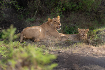 Obraz premium African lioness (Panthera leo) with her young cubs in the wild savanna of Meru National Park, Kenya. 