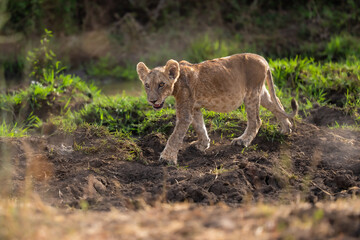 Fototapeta premium Young African lion cub (Panthera leo) sitting in the tall grass of the savannah, Meru National Park, Kenya.