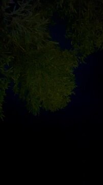 Cinematic Japanese Night Illumination -Bamboo Riverside POV 38