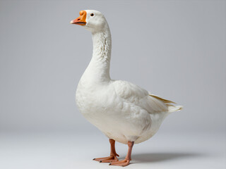 Obraz premium Elegant White Goose Standing in Profile Against a Soft Gray Studio Background, Detailed Feather Texture and Natural Pose for Wildlife or Nature Photography