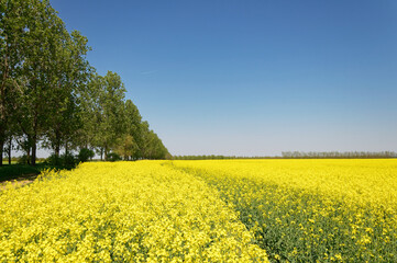 A picturesque view of a golden yellow rapeseed field under a clear blue sky in the countryside.