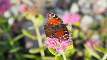 motyl na kwiatku  © ComBart