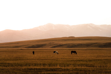 Autumn landscape of horses on brown rolling hill pasture during golden hour in countryside