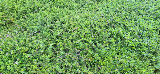 Cuphea hyssopifolia tiny purple flowers bloom in garden, small, low-growing shrub with a dense, bushy form, small, dark green leaves. The False heather numerous small clusters of flowers in leaf axils