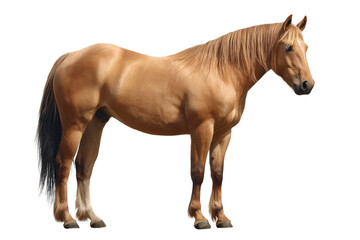 Obraz premium American Quarter Horse Isolated Transparent Background