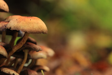 Fototapeta premium collection of reddish-brown mushrooms, dull brown mushrooms with broad caps, brown mushrooms growing on rotten wood on the forest floor, with round caps, green forest background, mycelium