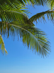 Naklejka premium Vertical beautiful blue background framed by palm leaves, and an empty copy space. 