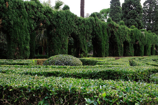 The geometric harmony of a classic boxwood labyrinth under a canopy of cypress arches (La armon&iacute;a geom&eacute;trica de un laberinto cl&aacute;sico de boj bajo un dosel de arcos de cipr&eacute;s).