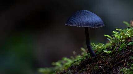 Dark Blue Mushroom Growing on Moss in a Moody Forest Setting