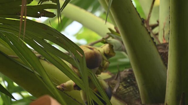 Borassus flabellifer fruits. Its common name is&nbsp;doub palm,&nbsp;palmyra palm,&nbsp;tala,&nbsp;tal palm,&nbsp;toddy palm,&nbsp;lontar palm,&nbsp;wine palm, and&nbsp;ice apple. It&nbsp;is a&nbsp;fan palm&nbsp;native to South Asia and Southeast Asian.
