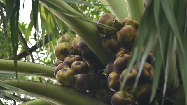 Borassus flabellifer fruits. Its common name is&nbsp;doub palm,&nbsp;palmyra palm,&nbsp;tala,&nbsp;tal palm,&nbsp;toddy palm,&nbsp;lontar palm,&nbsp;wine palm, and&nbsp;ice apple. It&nbsp;is a&nbsp;fan palm&nbsp;native to South Asia and Southeast Asian.
