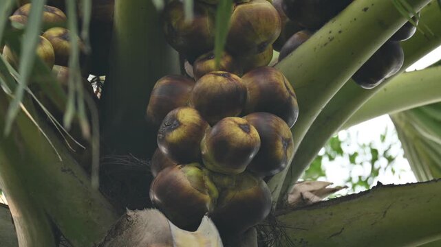 Borassus flabellifer fruits. Its common name is&nbsp;doub palm,&nbsp;palmyra palm,&nbsp;tala,&nbsp;tal palm,&nbsp;toddy palm,&nbsp;lontar palm,&nbsp;wine palm, and&nbsp;ice apple. It&nbsp;is a&nbsp;fan palm&nbsp;native to South Asia and Southeast Asian.
