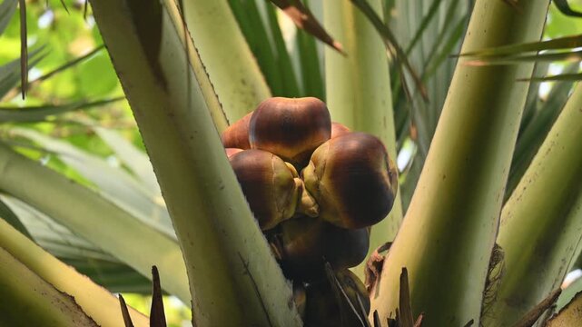 Borassus flabellifer fruits. Its common name is&nbsp;doub palm,&nbsp;palmyra palm,&nbsp;tala,&nbsp;tal palm,&nbsp;toddy palm,&nbsp;lontar palm,&nbsp;wine palm, and&nbsp;ice apple. It&nbsp;is a&nbsp;fan palm&nbsp;native to South Asia and Southeast Asian.
