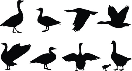 Black silhouette collection of geese and ducks in various poses, flying and standing waterfowl vector icons for nature and hunting. © Empowerment angle 