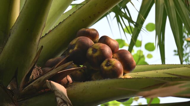 Borassus flabellifer fruits. Its common name is&nbsp;doub palm,&nbsp;palmyra palm,&nbsp;tala,&nbsp;tal palm,&nbsp;toddy palm,&nbsp;lontar palm,&nbsp;wine palm, and&nbsp;ice apple. It&nbsp;is a&nbsp;fan palm&nbsp;native to South Asia and Southeast Asian.
