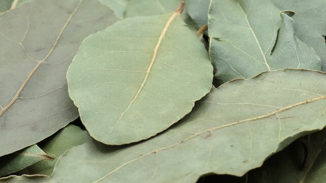 Dried green organic bay leaves texture macro background for spices