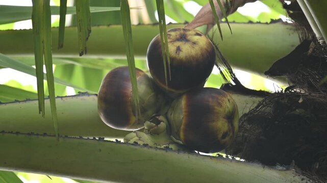 Borassus flabellifer fruits. Its common name is&nbsp;doub palm,&nbsp;palmyra palm,&nbsp;tala,&nbsp;tal palm,&nbsp;toddy palm,&nbsp;lontar palm,&nbsp;wine palm, and&nbsp;ice apple. It&nbsp;is a&nbsp;fan palm&nbsp;native to South Asia and Southeast Asian.
