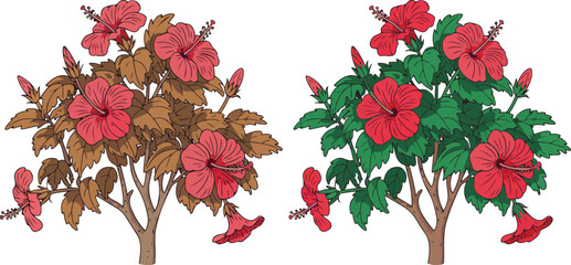 Botanical hibiscus flower illustration with healthy and damaged leaves comparison tropical garden floral vector design © Rafad_Studio