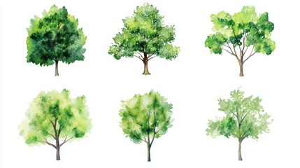 Obraz premium Collection of watercolor green trees for landscape design and garden use in spring season drawings and botanical studies