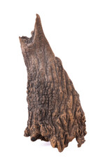Obraz premium dead tree stump with roots and brown trunk Isolated on white background