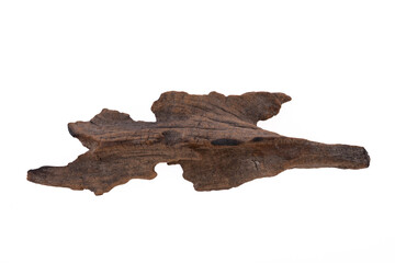 dead tree stump with roots and brown trunk Isolated on white background