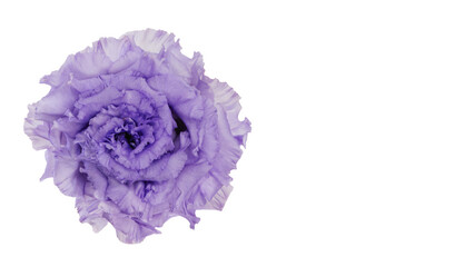 紫色のトルコキキョウ 背景透過 マクロ撮影