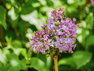 Fototapeta premium Pruned Lilac Shrub Blooming After Spring Garden Trimming