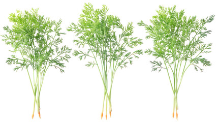 Three bunches of fresh dill on transparent background