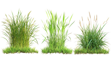 Fototapeta premium Three different types of grass on transparent background