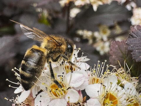 Bee collecting pollen on a flower, close-up photography